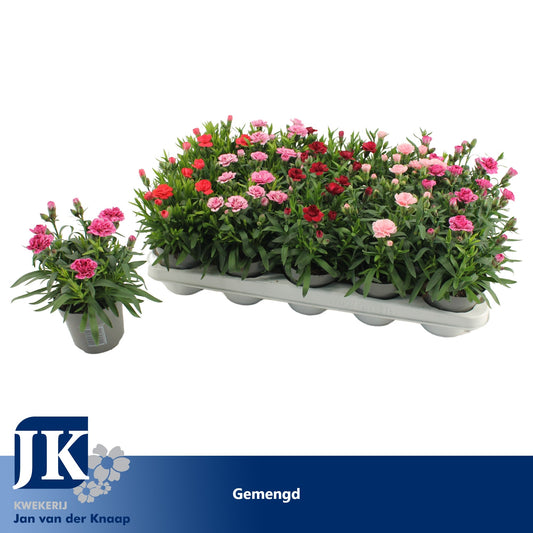 Dianthus mix 15cm 10.5cm Pot