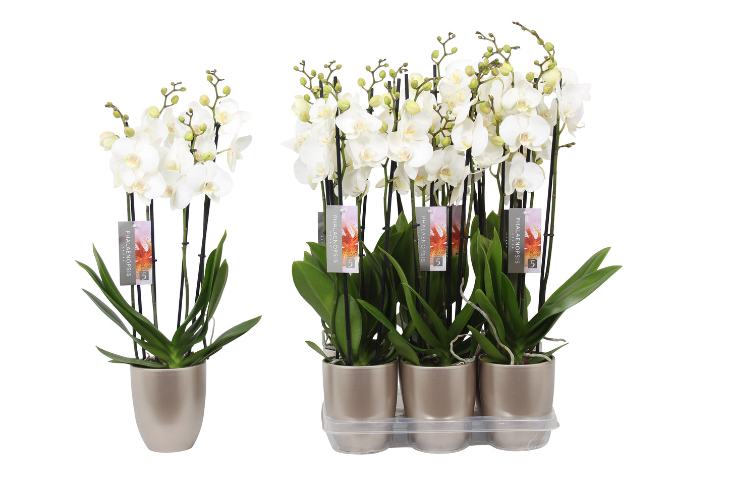 Phalaenopsis white (+ drp.ceramic) 60cm 12cm Pot