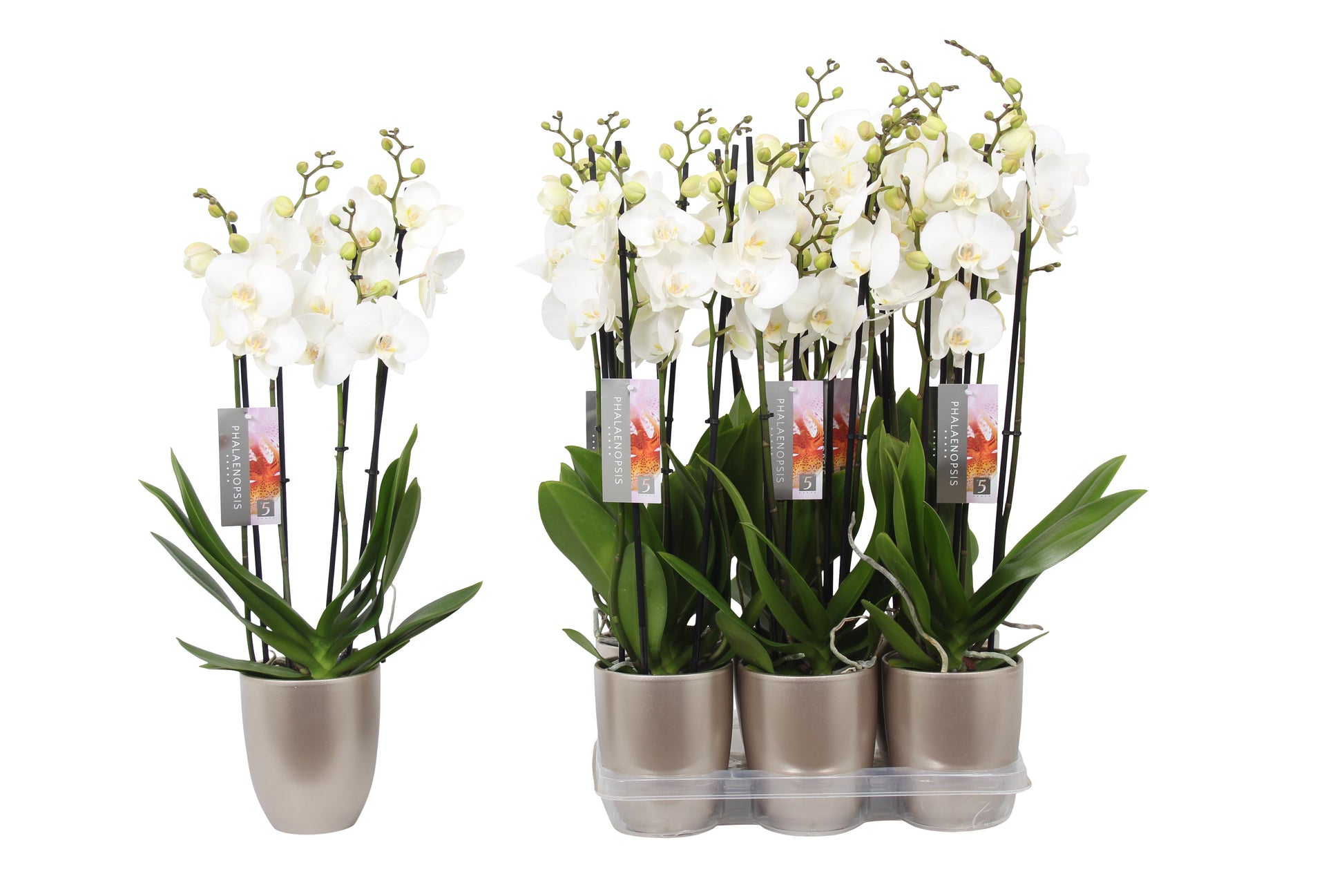 Phalaenopsis white (+ drp.ceramic) 60cm 12cm Pot