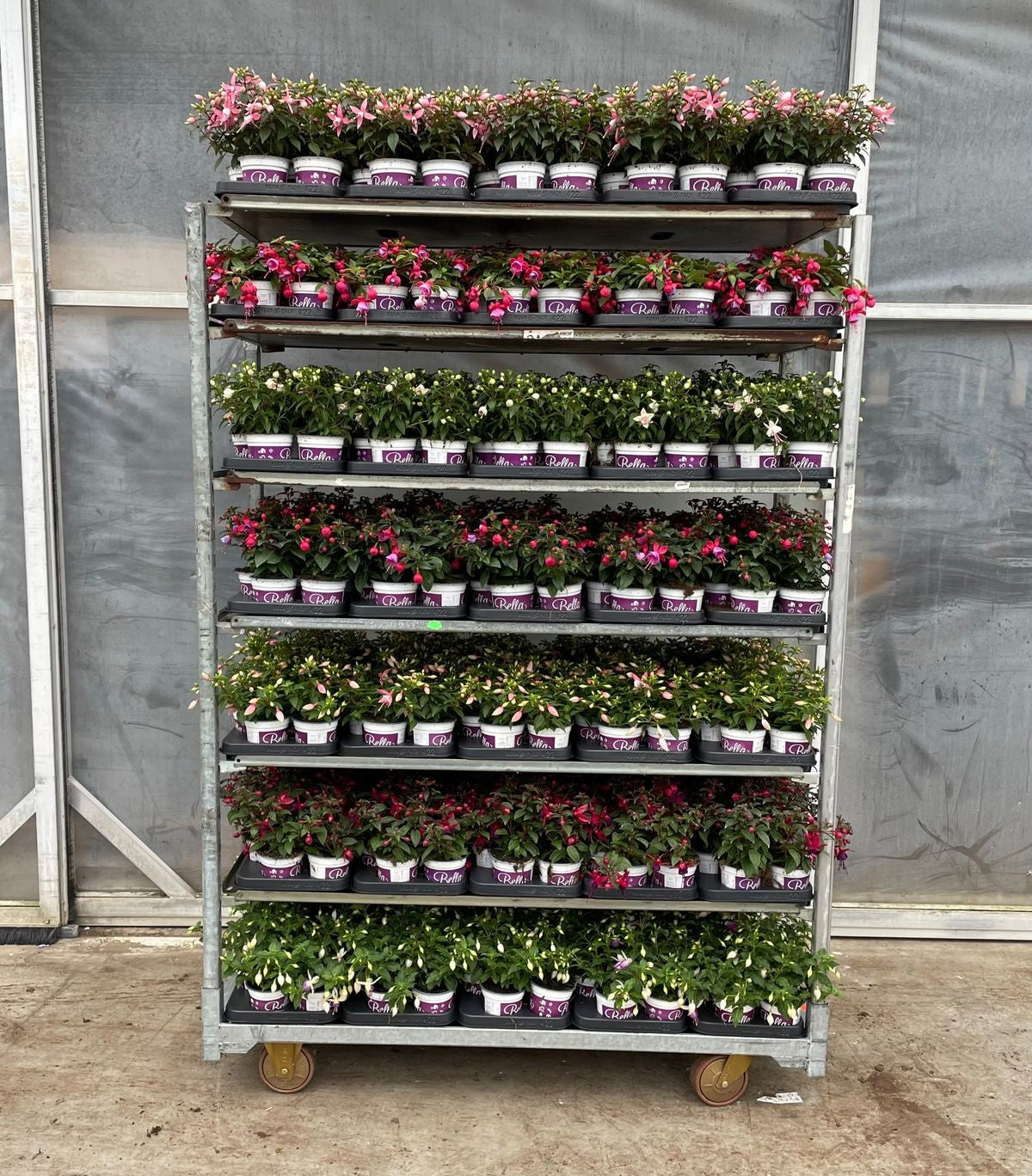 Fuchsia Bella mix 25cm 510cm Pot