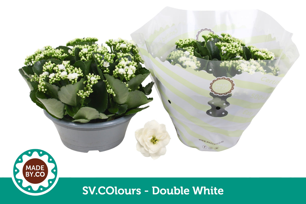 Kalanchoe double white 27cm 23cm Pot