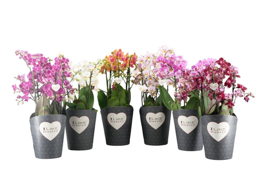 Phalaenopsis mix 50cm 17cm Pot