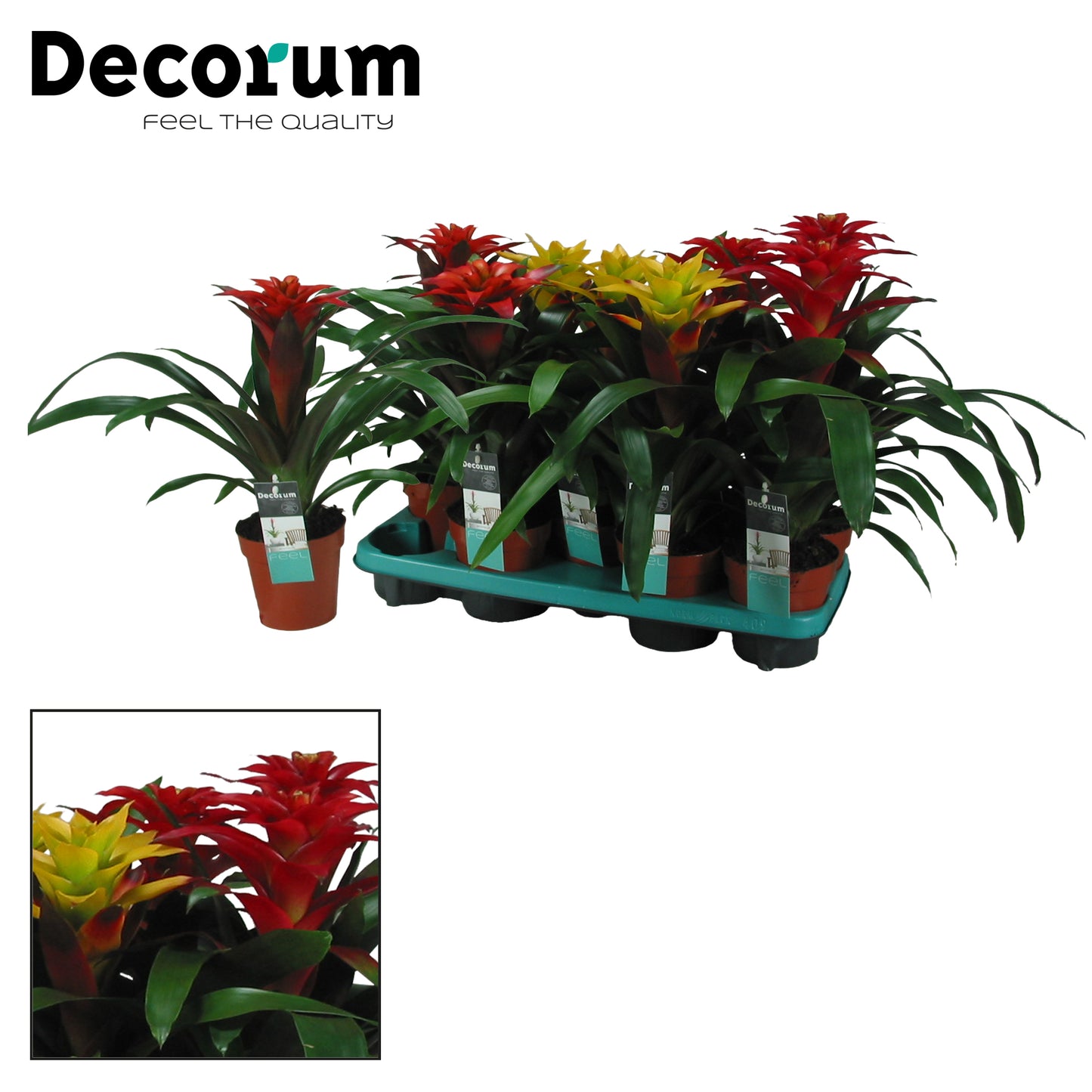 JungleStar BV Guzmania mix Squarrosa Pack of 6