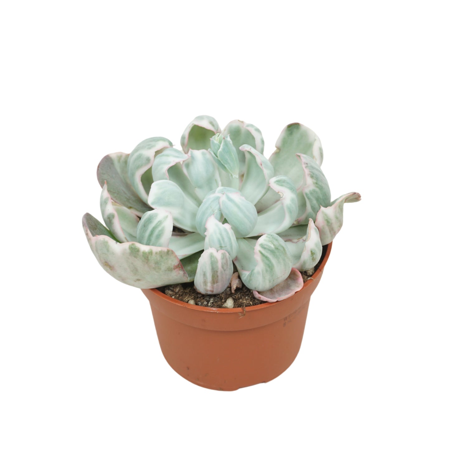 Echeveria setosa 14cm 10.5cm Pot