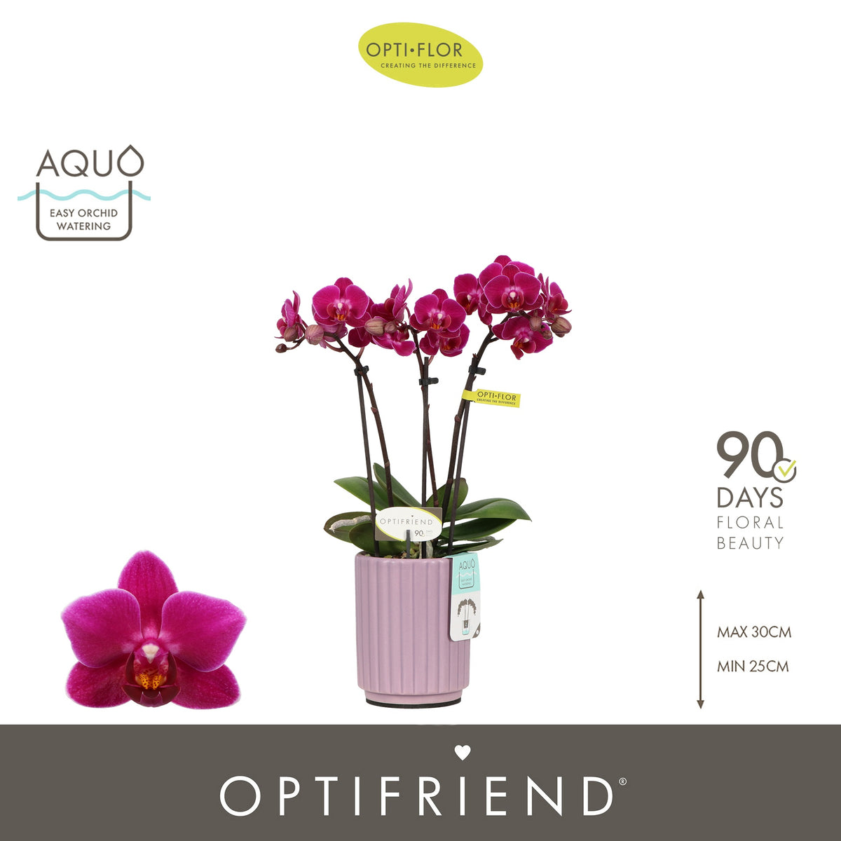 Phalaenopsis Purple 25cm 7cm Pot