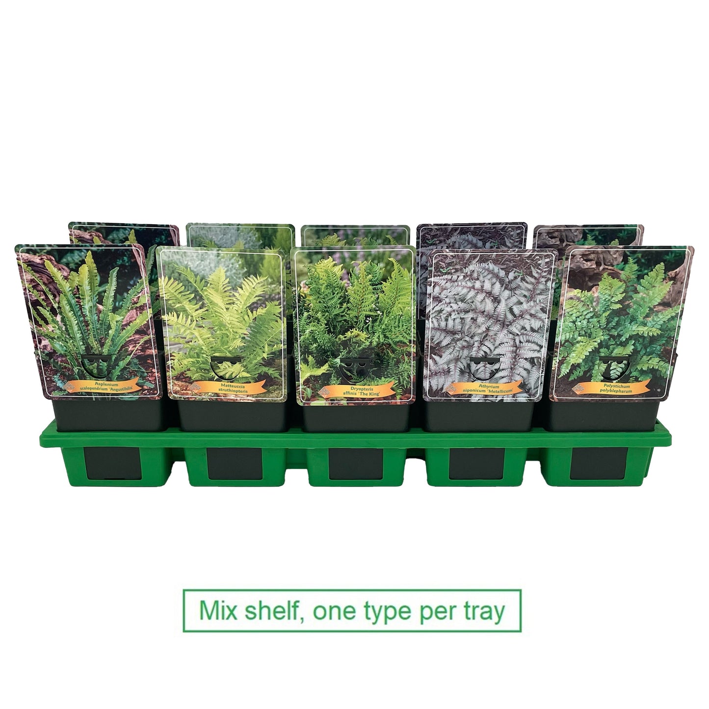 Ferns outdoor mix 25cm 11cm Pot