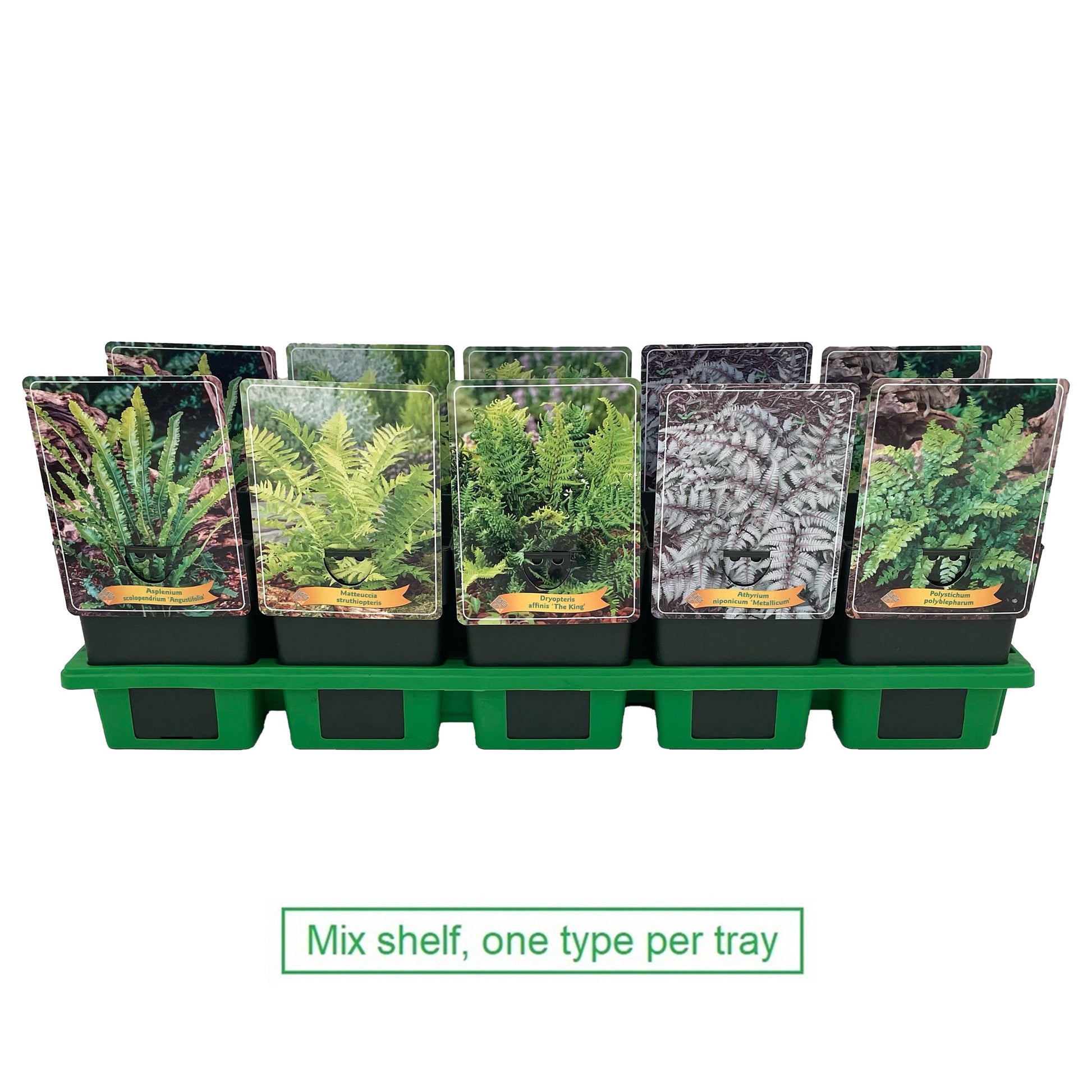 Ferns outdoor mix 25cm 11cm Pot