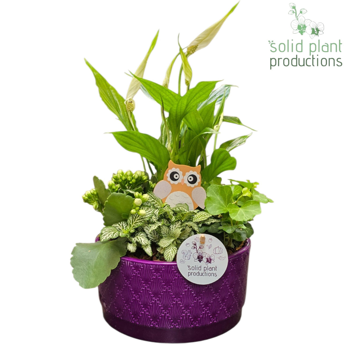 SP003 Loes Purple 40cm 18cm Pot
