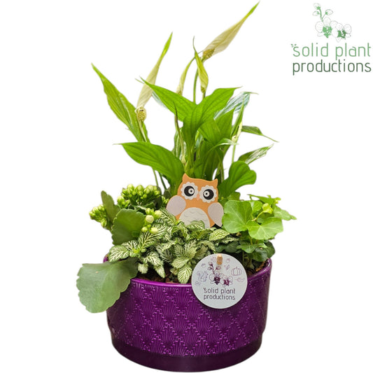 SP003 Loes Purple 40cm 18cm Pot