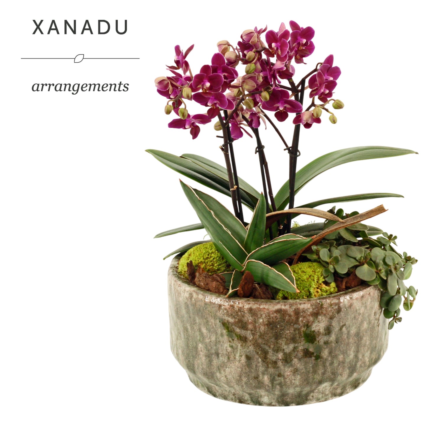 Xanadu Rome 38cm 23cm Pot
