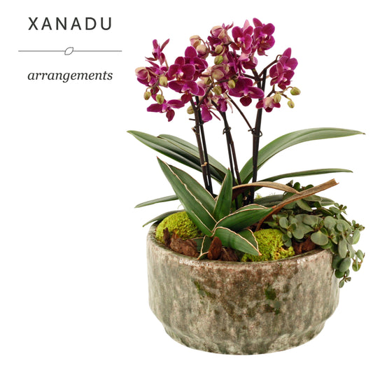 Xanadu Rome 38cm 23cm Pot