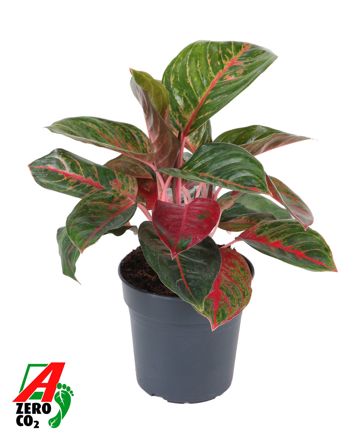 Aglaonema Maria 40cm 17cm Pot
