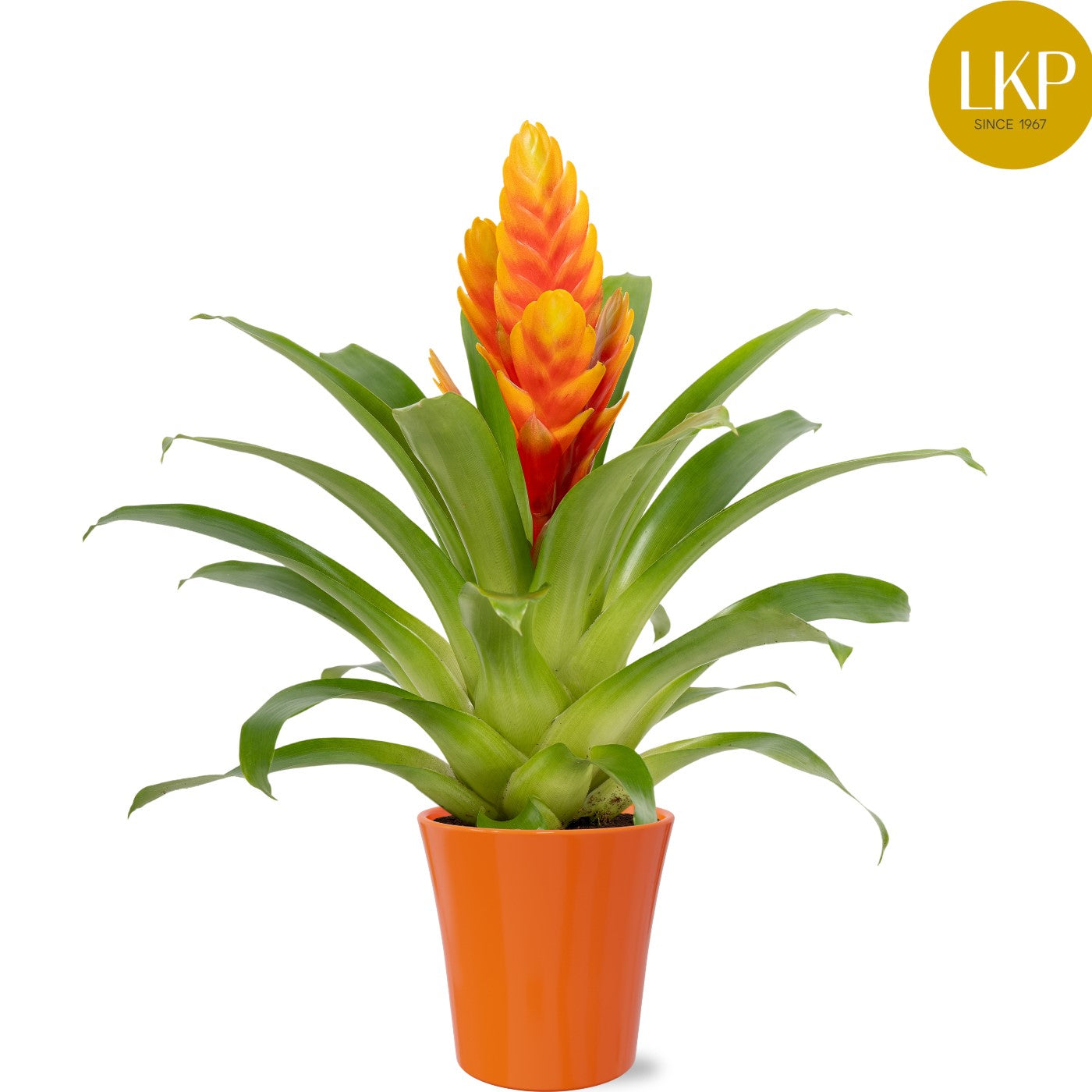 Vriesea Intenso Apricot 45cm 13cm Pot