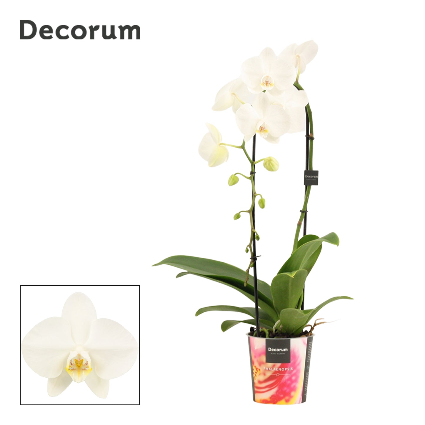 Duijn-Hove BV, kwekerij Phalaenopsis white cascade Pack of 10