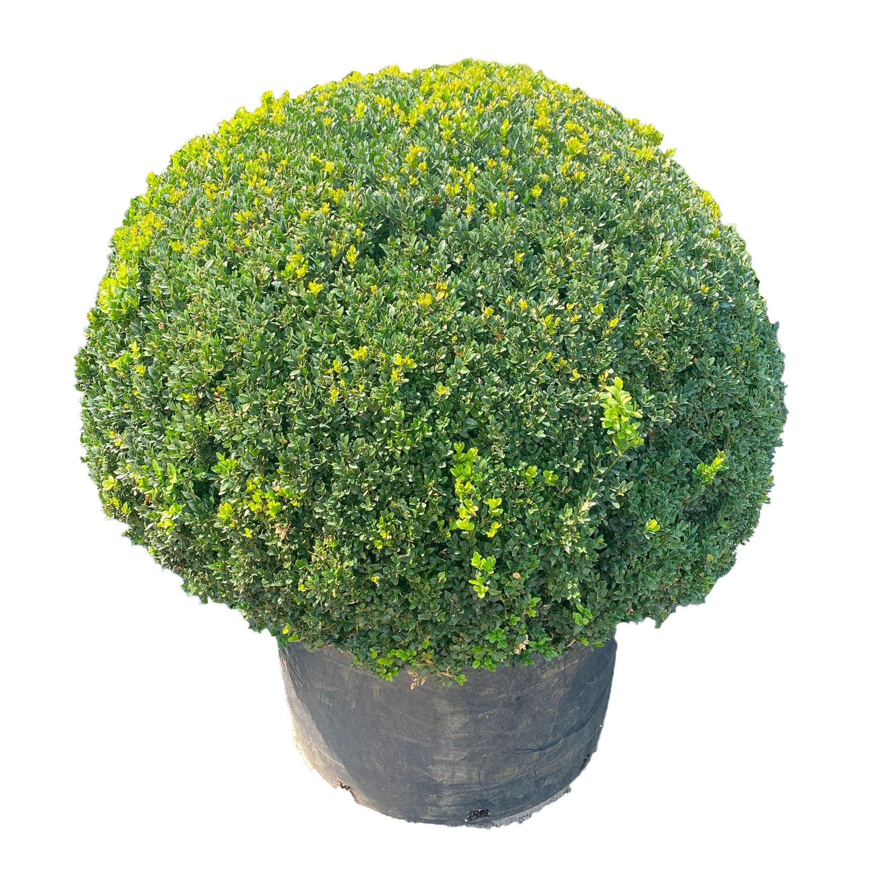 Buxus sempervirens ball 130cm 90cm Pot