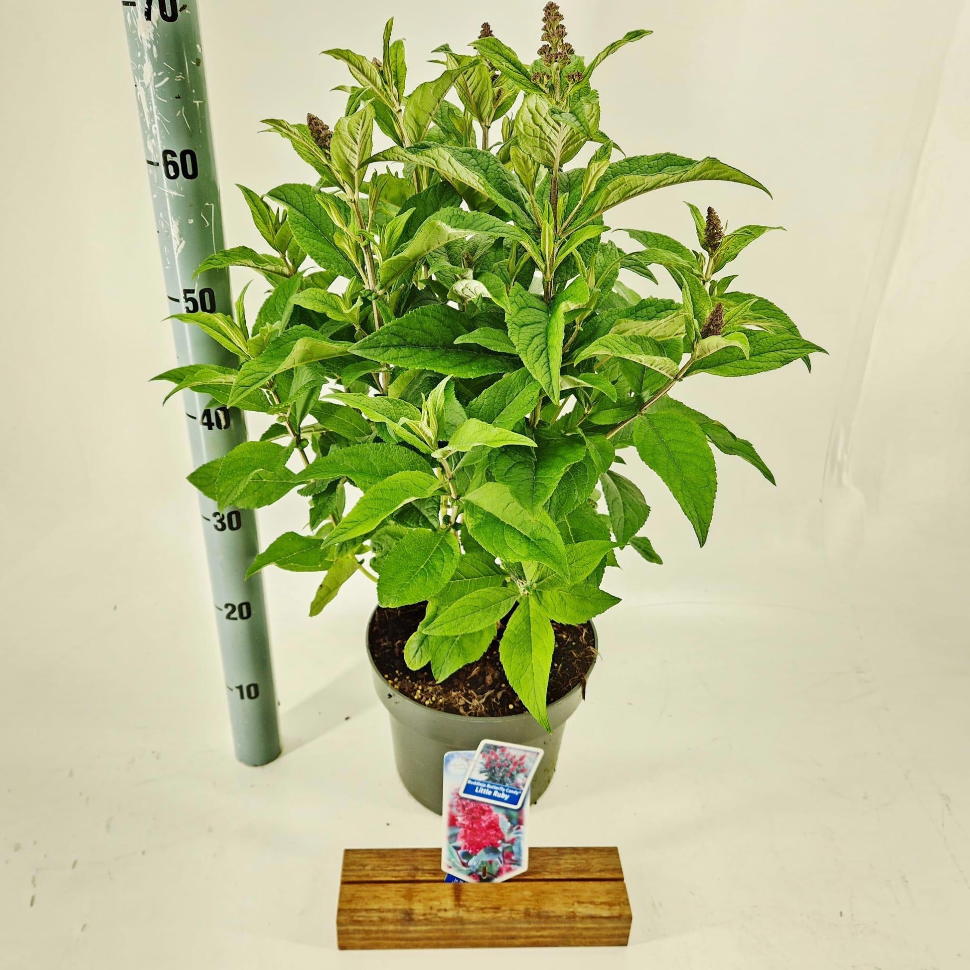 Buddleja Butterfly Candy Little Ruby 45cm 23cm Pot