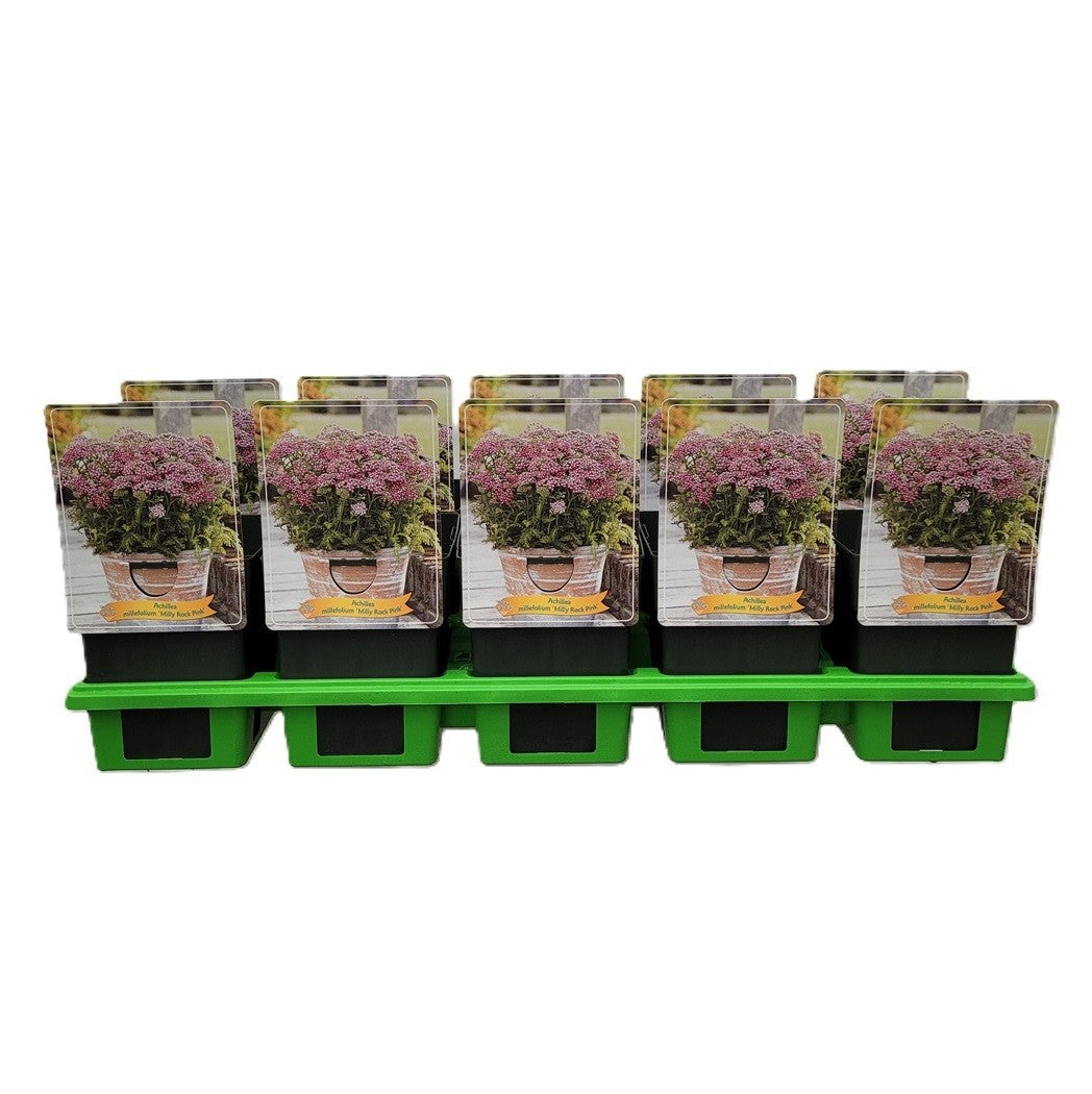 Achillea mil. Milly Rock Pink 25cm 11cm Pot