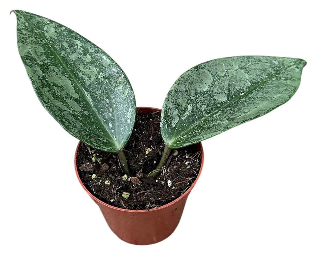 J.M. Plants, Kwekerij Hoya australis Pack of 14