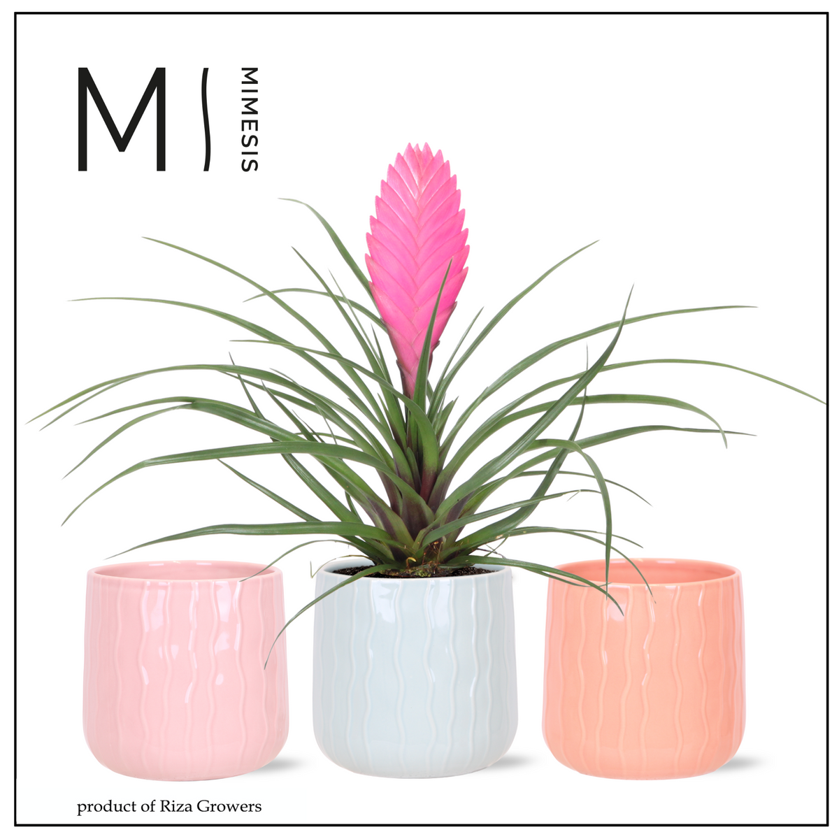 Tillandsia Vincent 33cm 12cm Pot