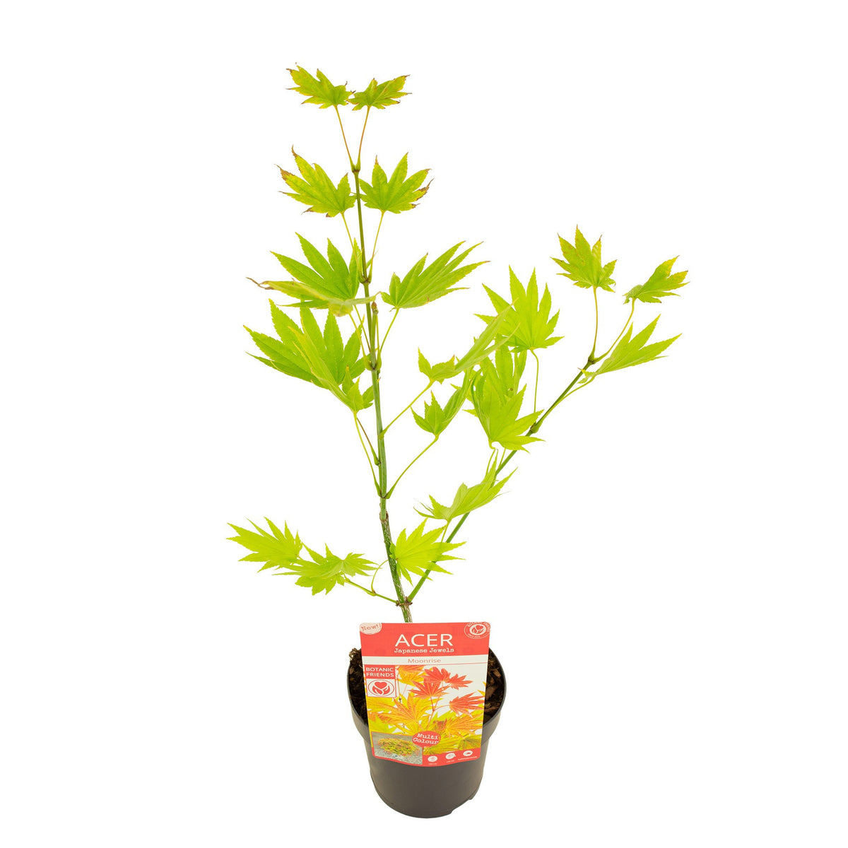 Acer Moonrise 45cm 15cm Pot