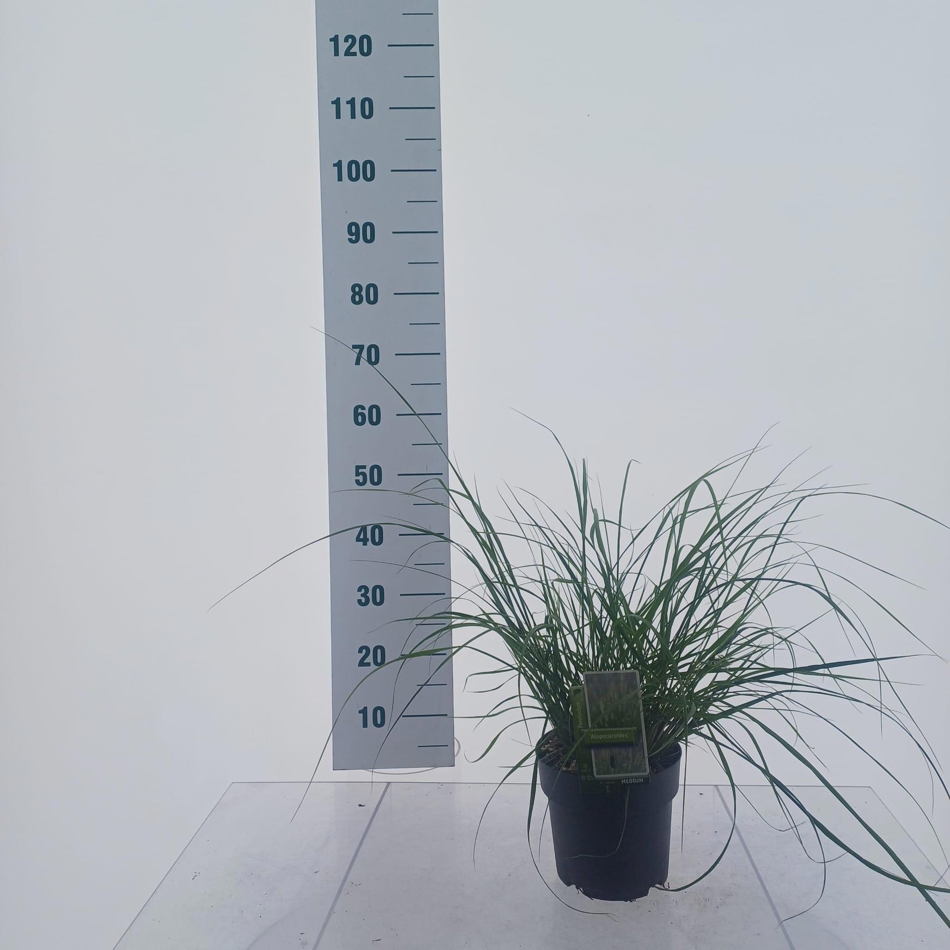 Pennisetum alopecuroides 45cm 19cm Pot
