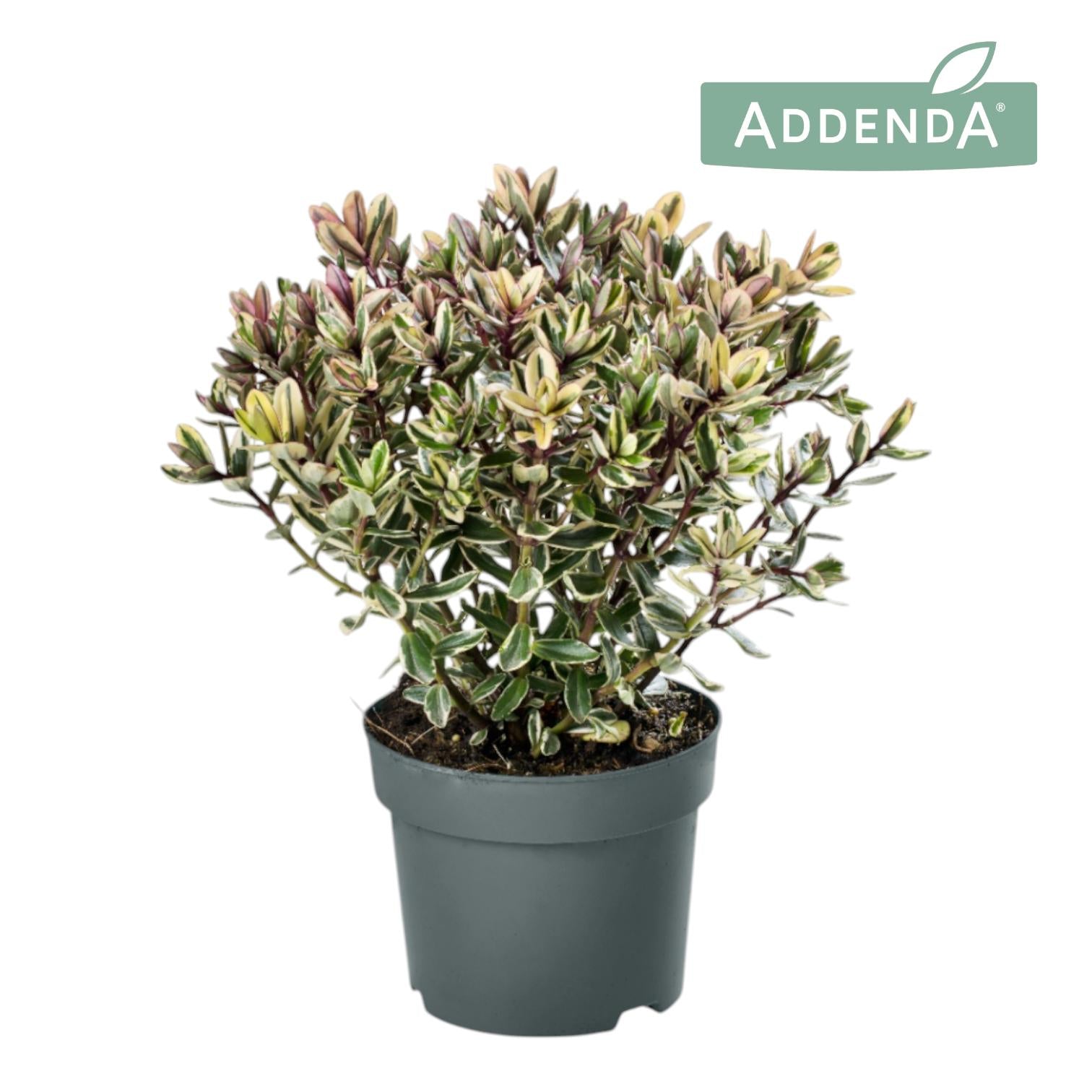 FlevoFlora Hebe Addenda Tricolor Pack of 6