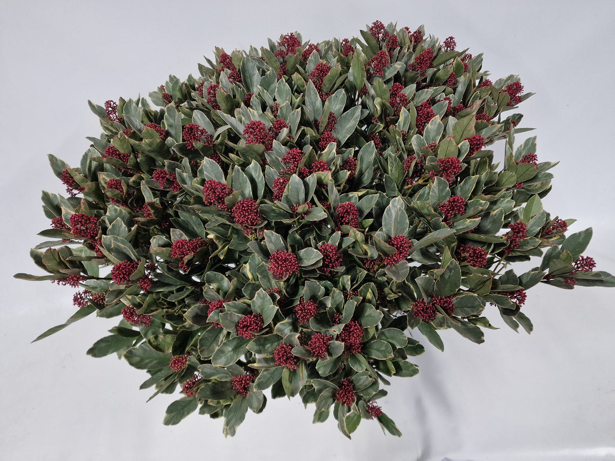 Skimmia japonica Perosa 80cm 35cm Pot