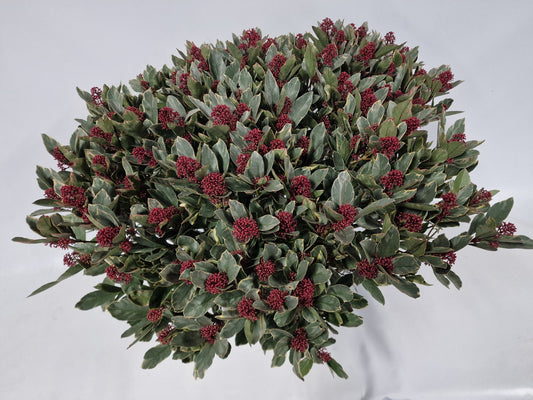 Skimmia japonica Perosa 80cm 35cm Pot