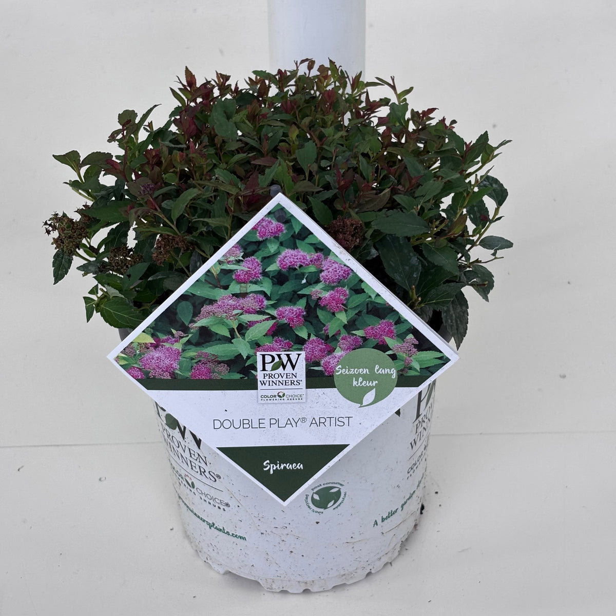 Spiraea Double Play 20cm 19cm Pot