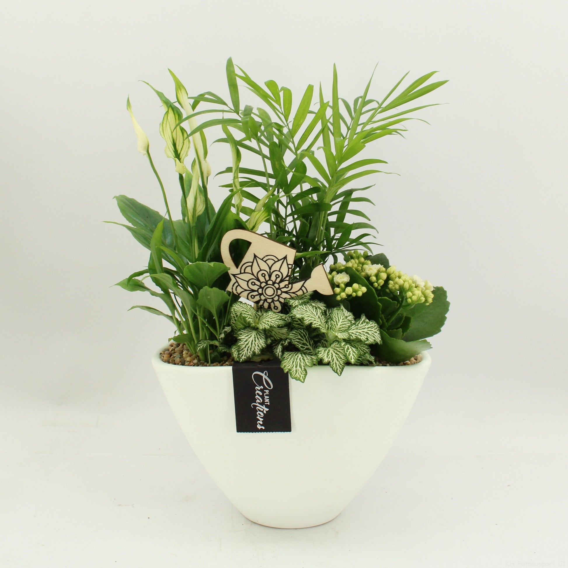 Indoor flowering arrangement 40cm 21cm Pot