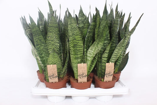 Sansevieria Zeylanica 40cm 14cm Pot