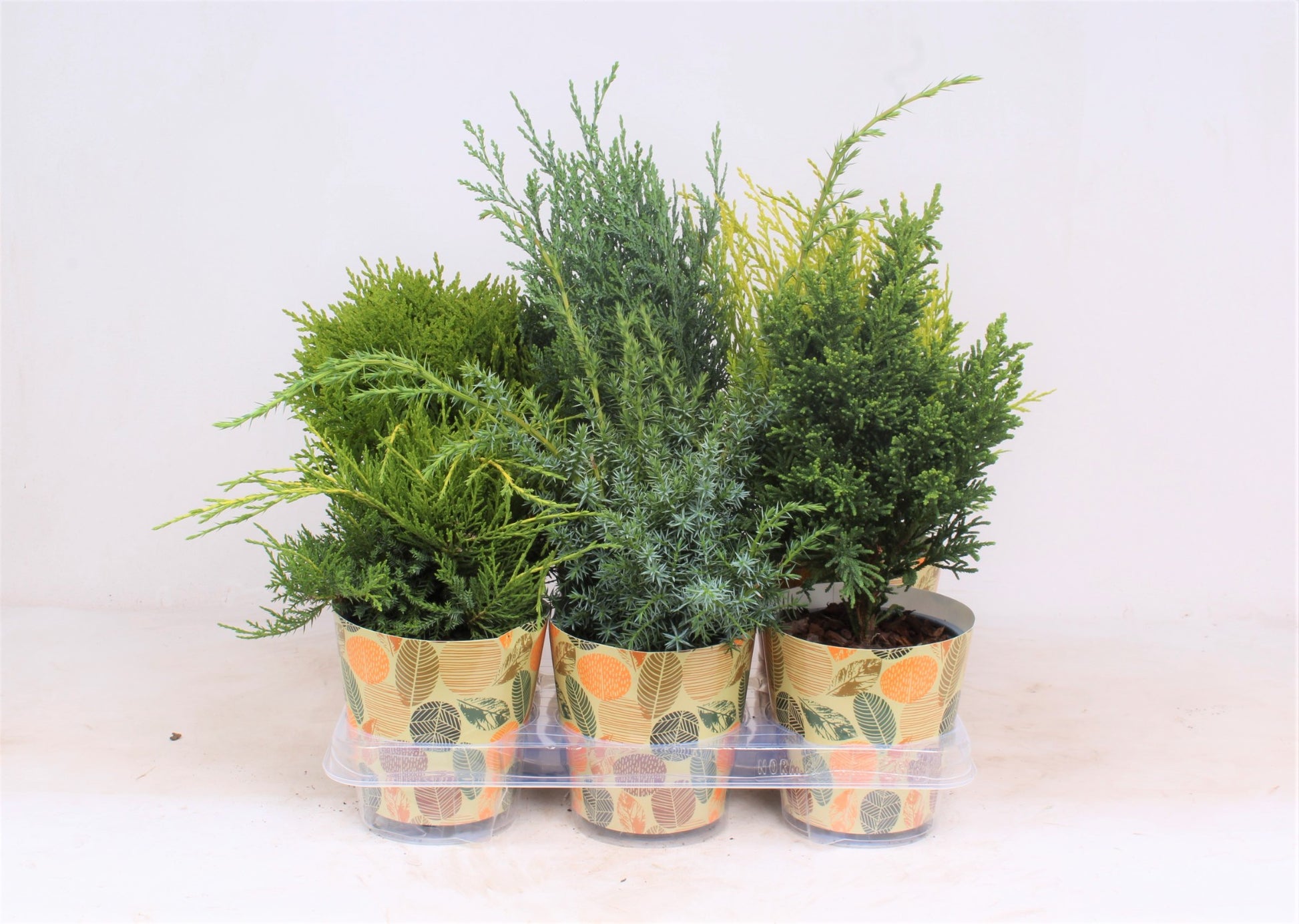 Conifer mix 45cm 13cm Pot