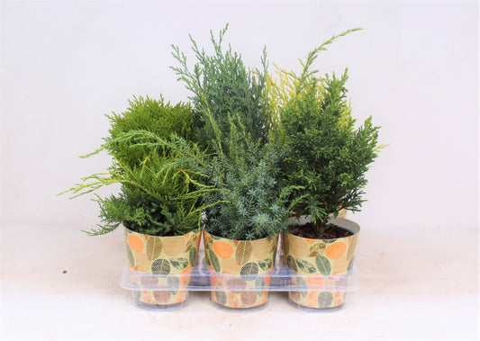 Conifer mix 45cm 13cm Pot