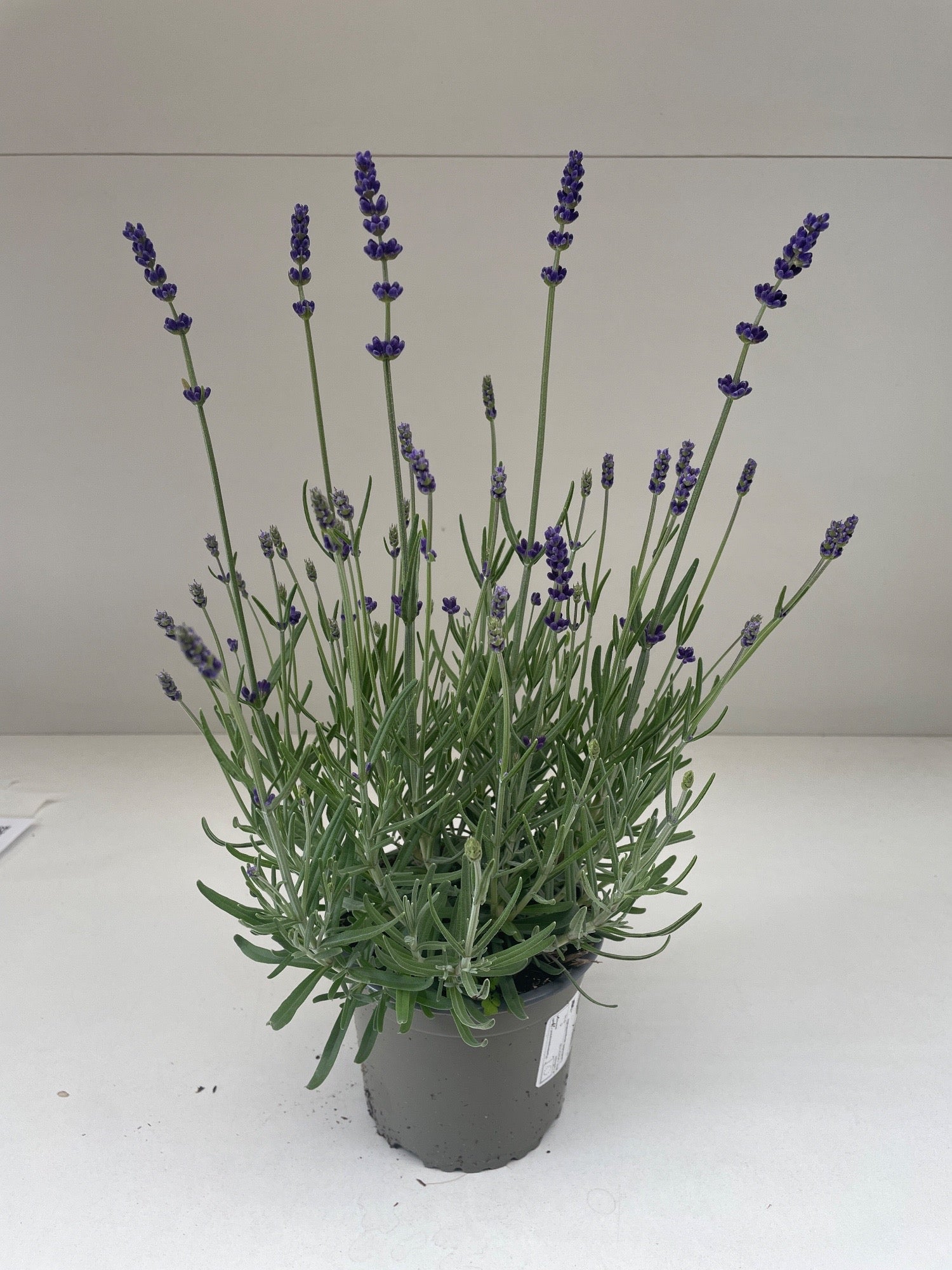 Lavandula ang. Vienco Purple 25cm 13cm Pot