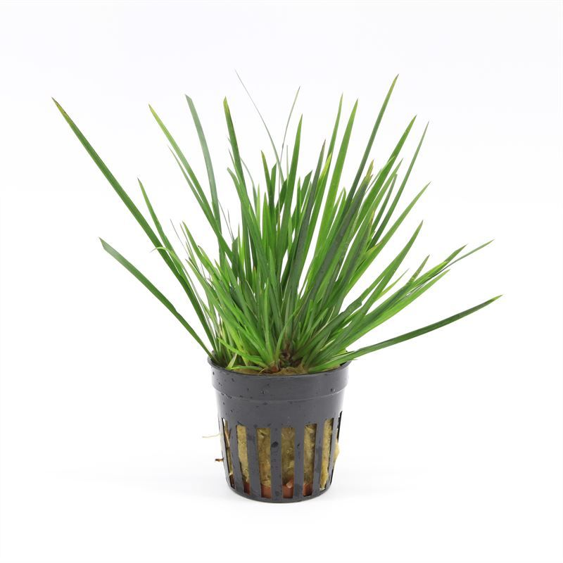 Waterplkw R. Moerings Acorus overig Pack of 6