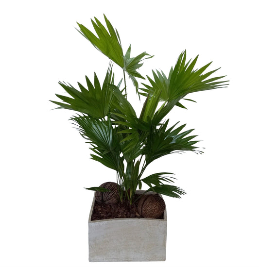 Livistona rotundifolia 65cm 26cm Pot