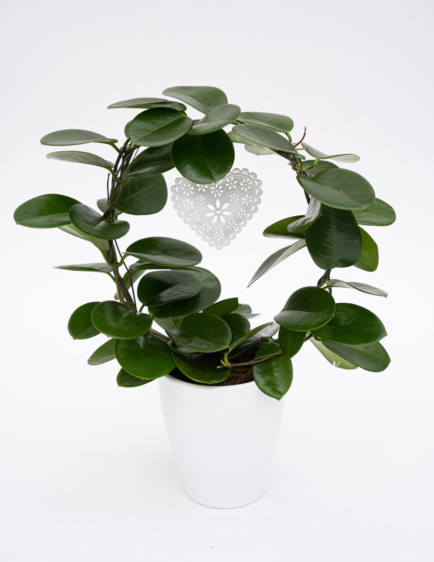 Hoya australis 45cm 12cm Pot
