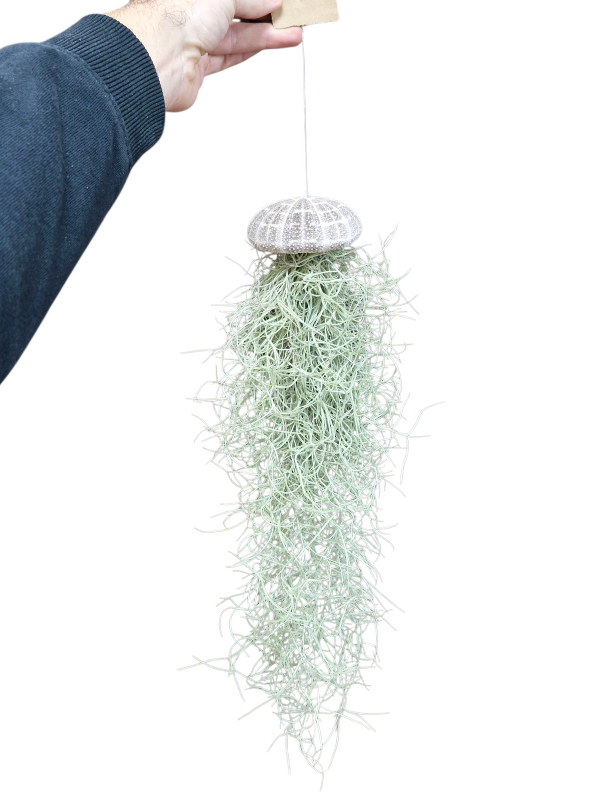 Tillandsia cyanea 40cm 9cm Pot