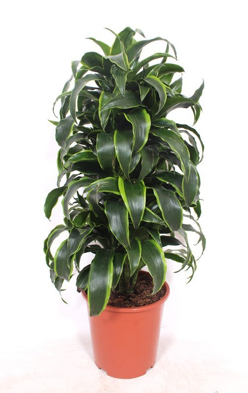 Dracaena fragrans Dorado 100cm 27cm Pot