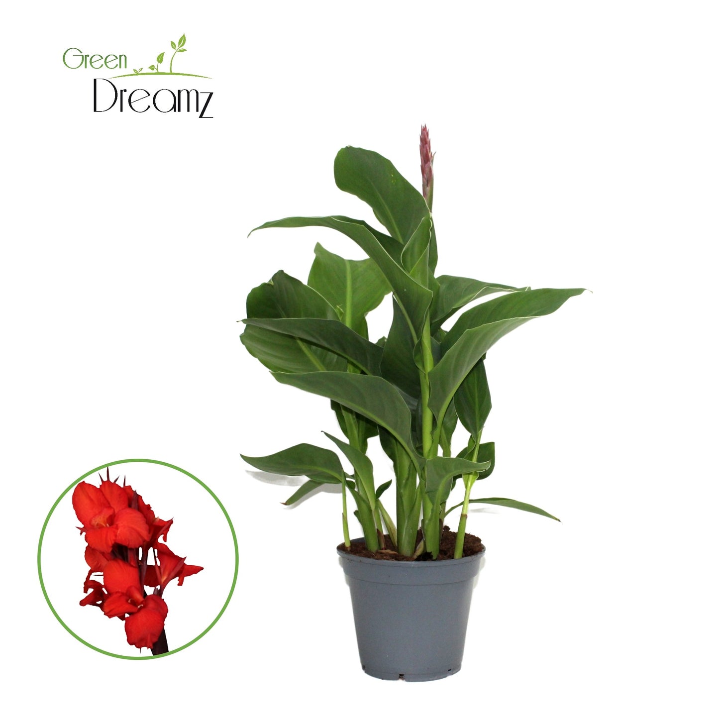 Canna Kreta 60cm 17cm Pot