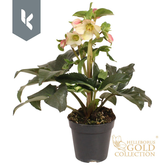 Helleborus Ice N' Roses Early Sparkle 40cm 13cm Pot