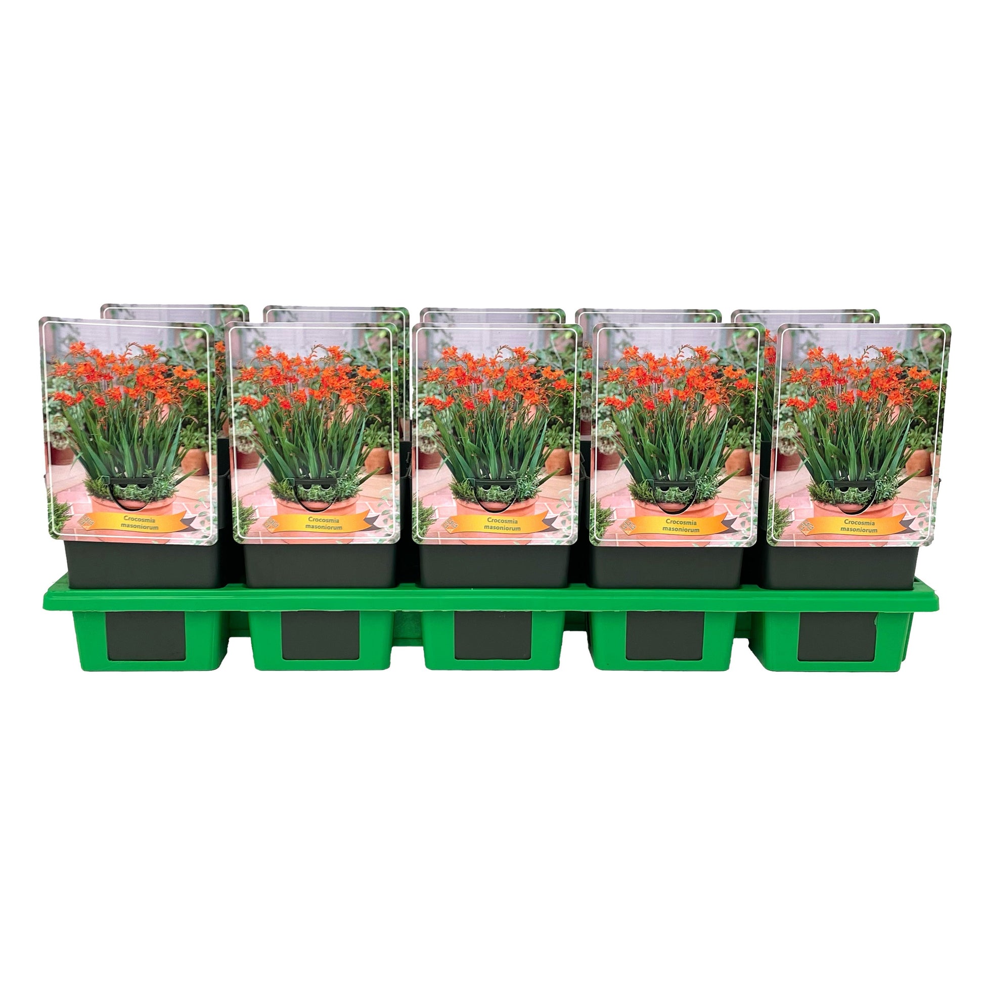 Crocosmia masonorum 25cm 11cm Pot