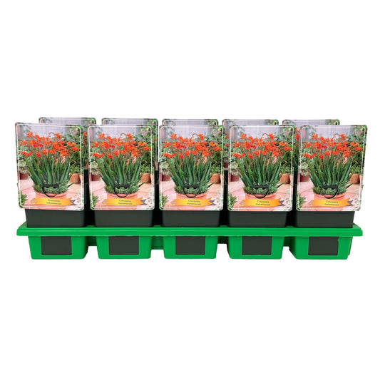 Crocosmia masonorum 25cm 11cm Pot
