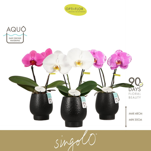 Phalaenopsis Singolo & Co mix (+ drp.Lazio) 40cm 9cm Pot