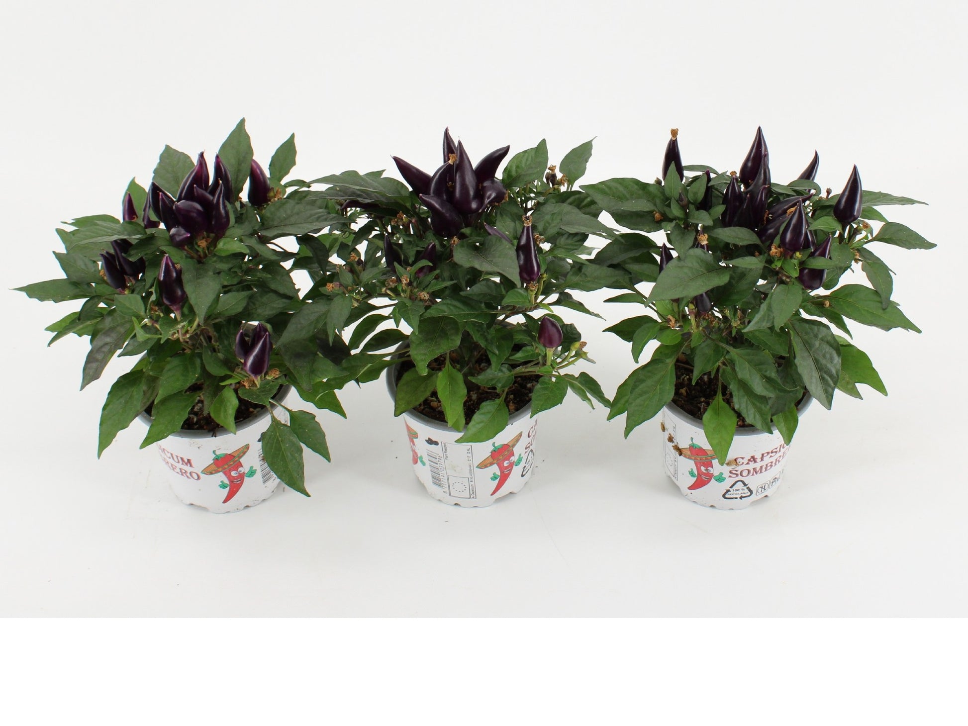 Capsicum ann. Acapulco Purple 25cm 510cm Pot