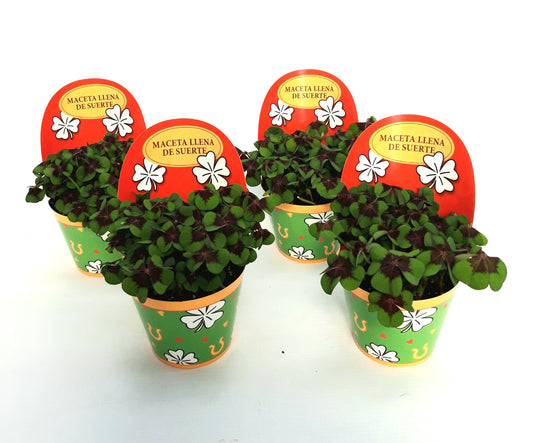 Oxalis deppei 10cm 9cm Pot