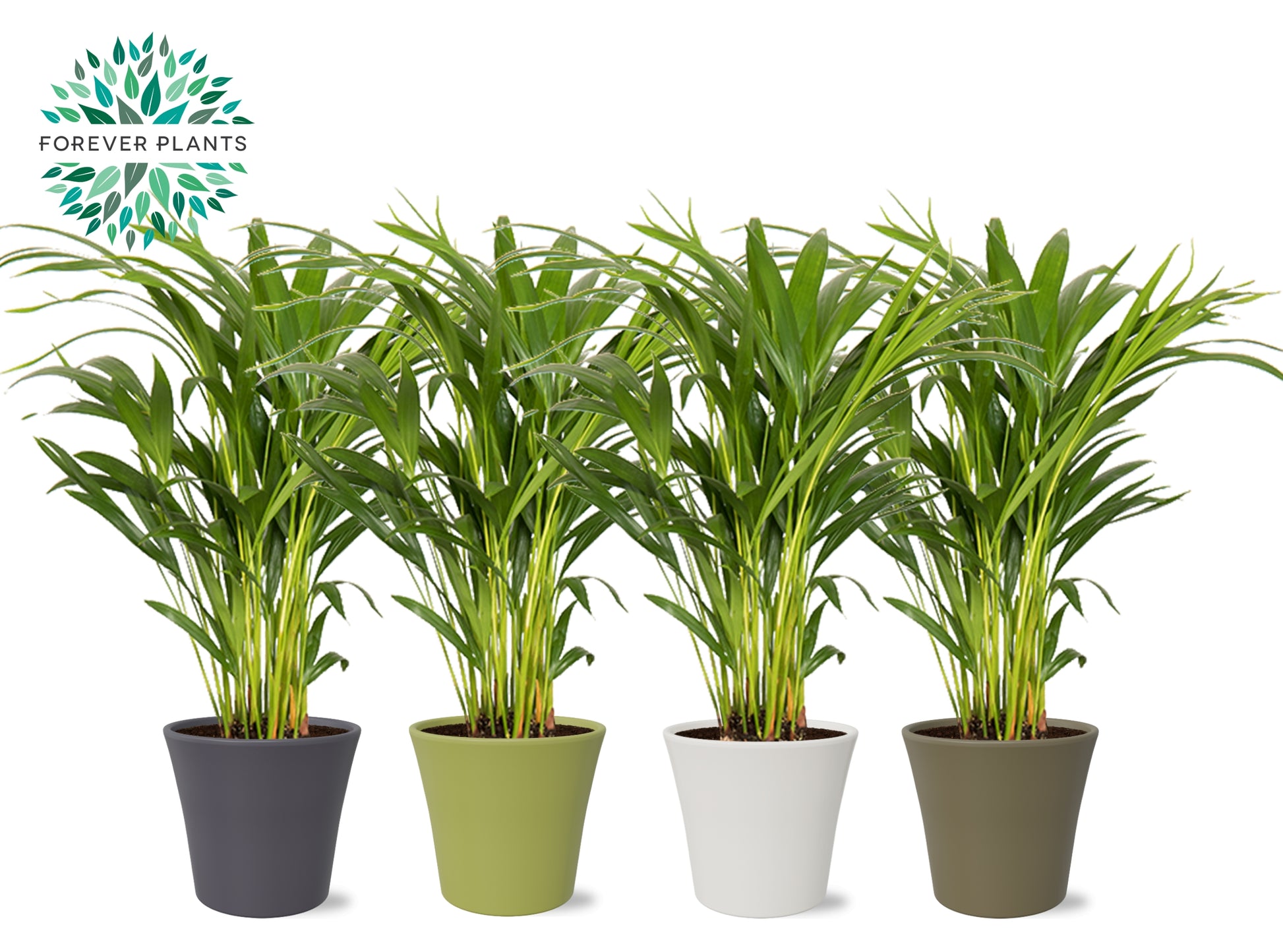 Forever Plants Group Dypsis lutescens Pack of 4