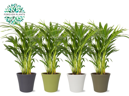 Dypsis lutescens 50cm 14cm Pot