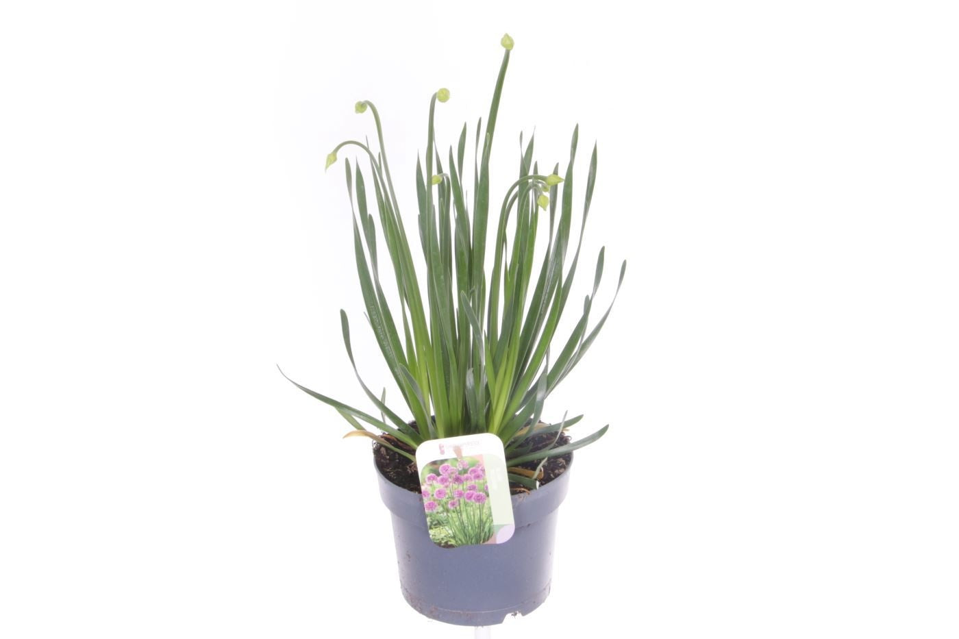 Allium schoenoprasum (chives) 50cm 17cm Pot