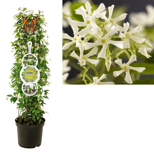 Trachelospermum jasminoides 115cm 28cm Pot